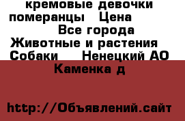 кремовые девочки померанцы › Цена ­ 30 000 - Все города Животные и растения » Собаки   . Ненецкий АО,Каменка д.